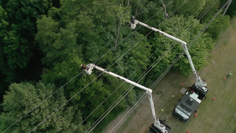 Best Emergency Tree Removal  in Oakland City, IN