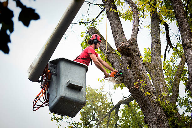 How Our Tree Care Process Works  in  Oakland City, IN