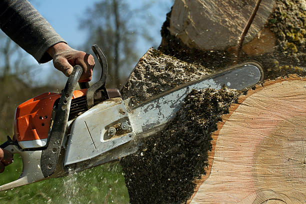 Oakland City, IN Tree Removal Company